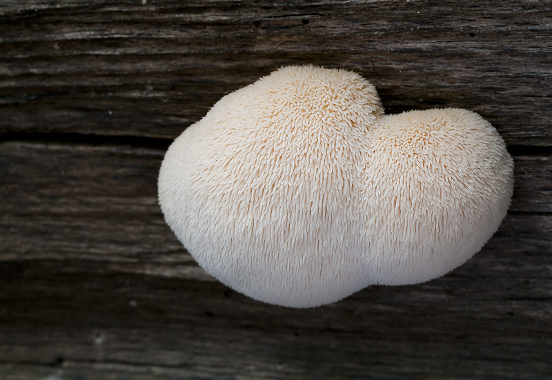 Hericium erinaceus